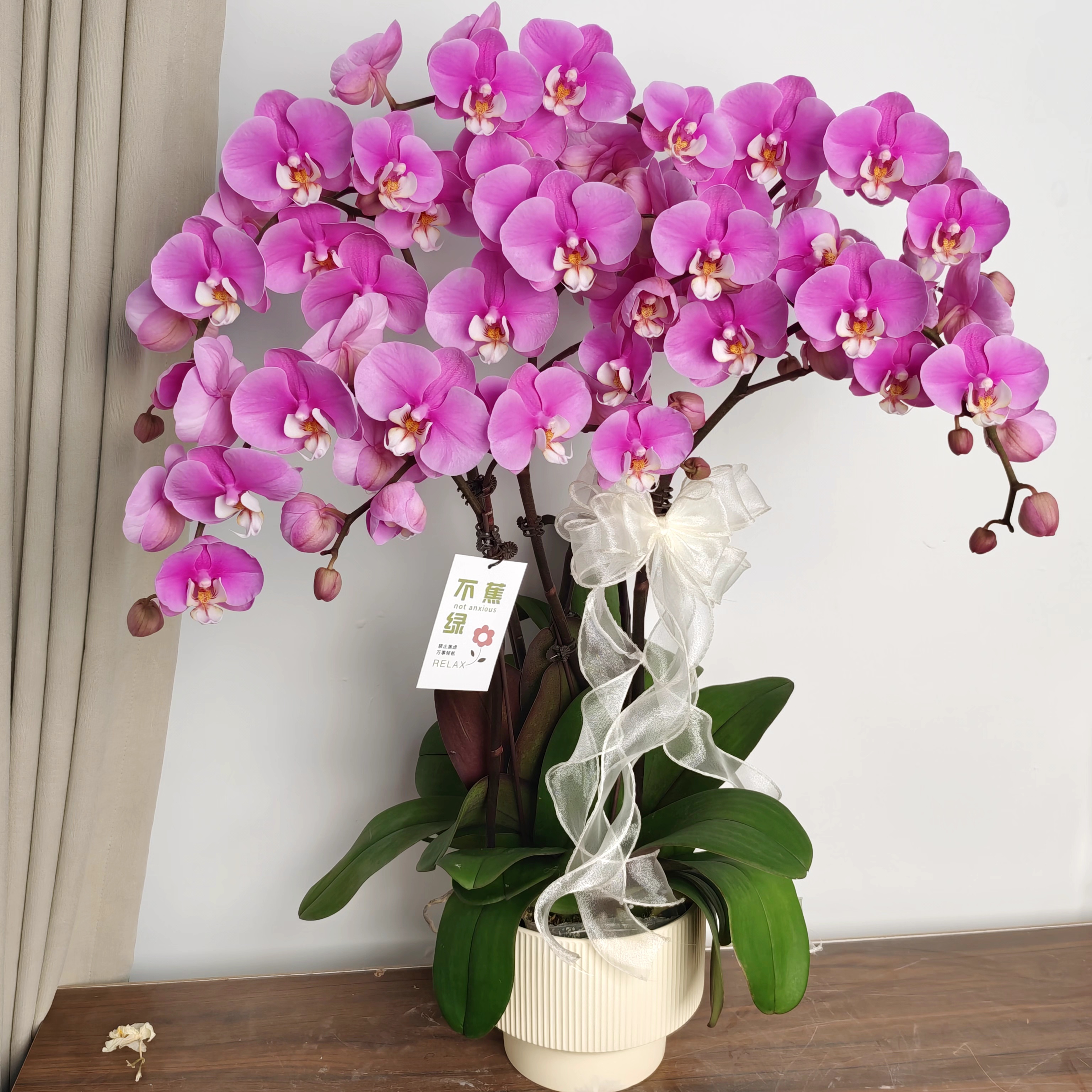 【安娜】经典紫色系蝴蝶兰 稀有品种 长花期 中大花-完全开放