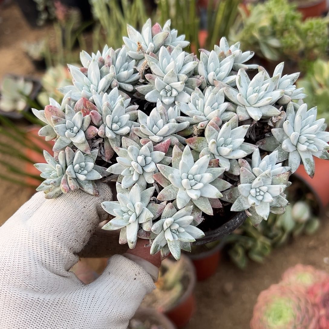 多肉植物老庄白菊