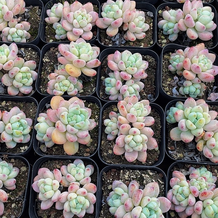 罗琦2.8带盆土发货