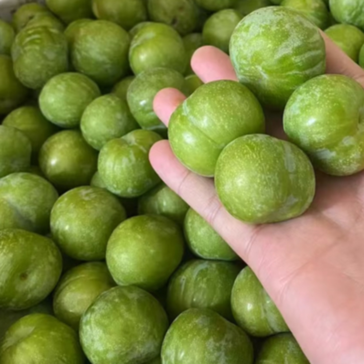 青脆李一盒 500g