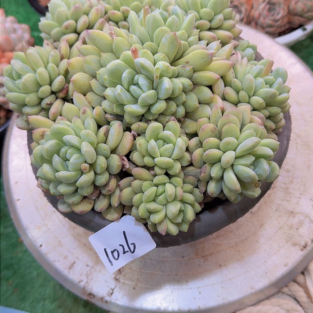 一**阳1026百搭翡翠多肉