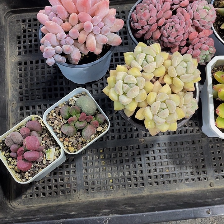 阿***咔50号筐带盆土发货