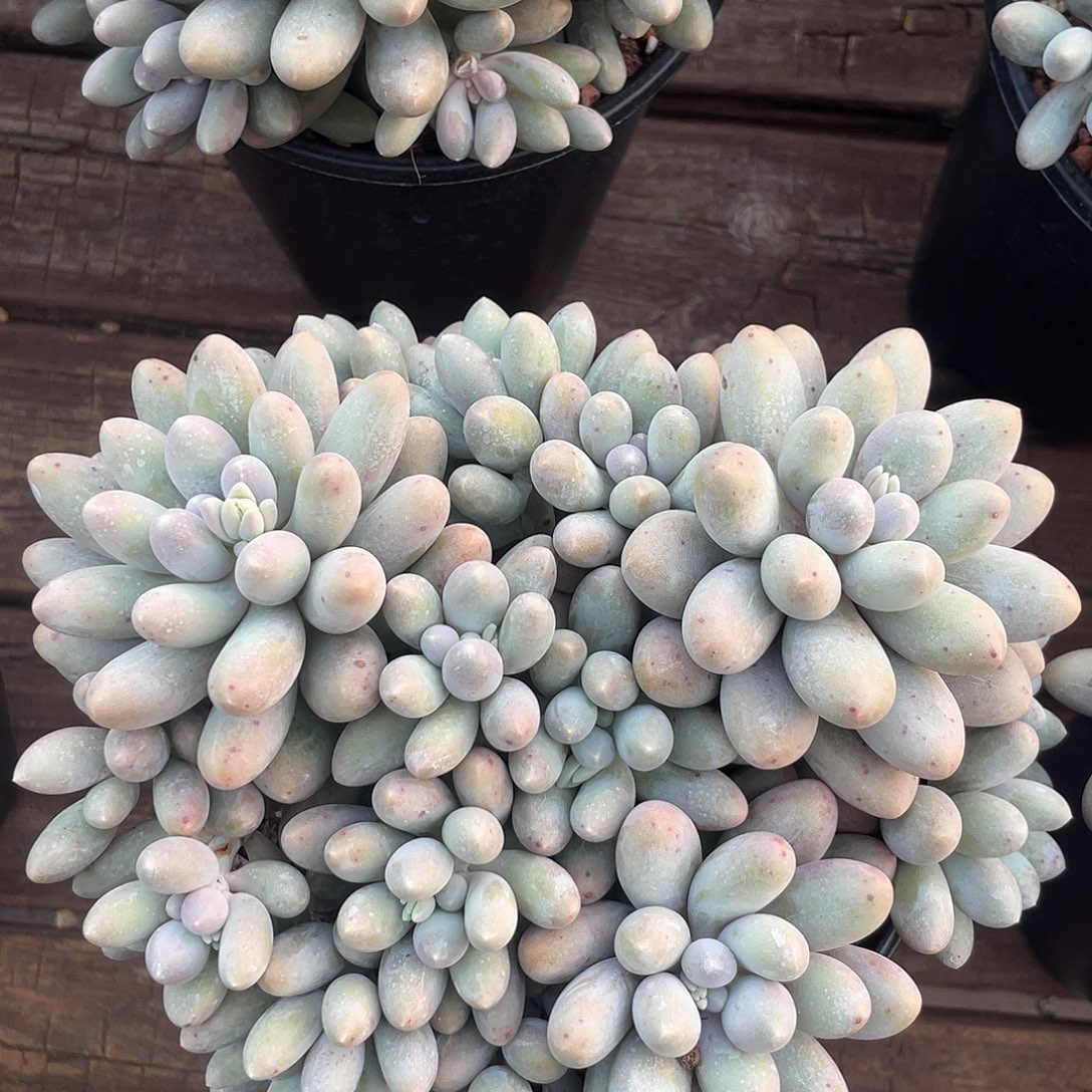 16头汤圆群生。      