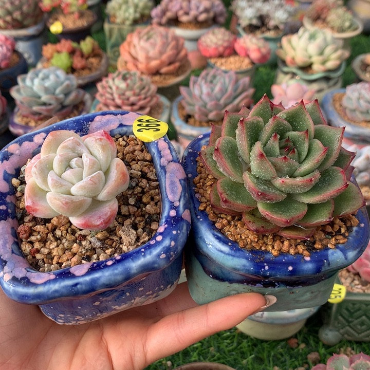 带盆   2花      