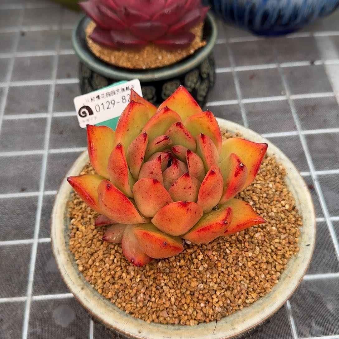从前慢花园多肉0129-82
