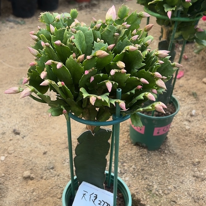 天***翼当前无花栽培后可以开花