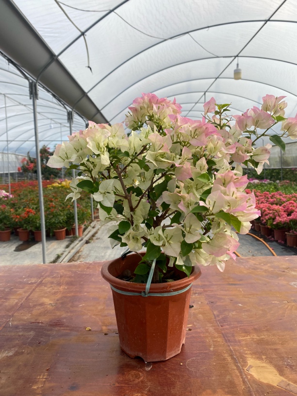 绿樱 三角梅盆栽