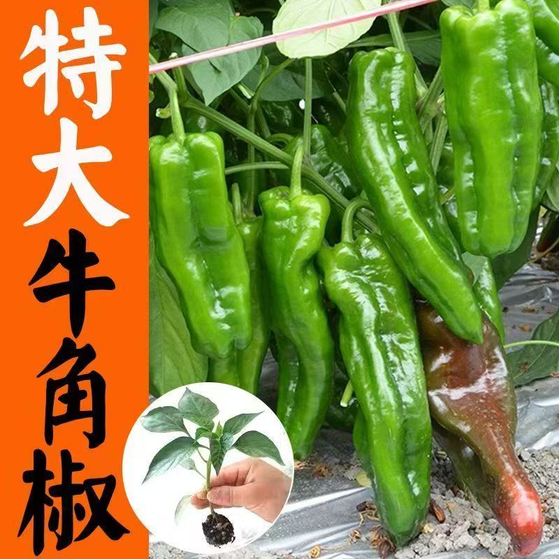 寿光大果牛角椒秧苗果肉厚实庭院阳台种植