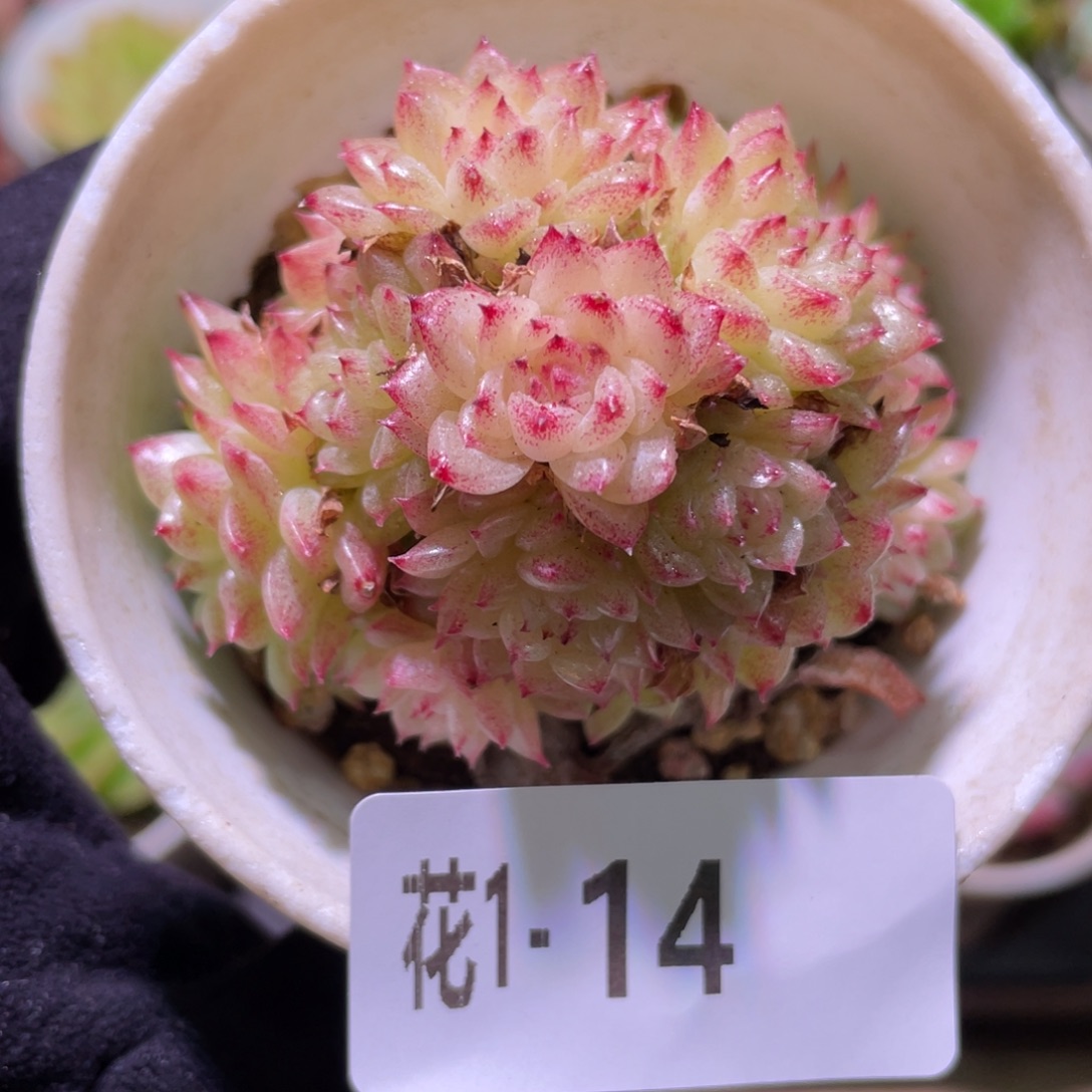 花利美1-14麦秆群