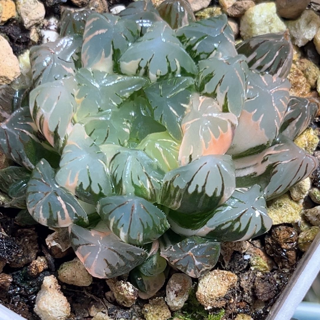 往***！恭喜发财大吉大利582