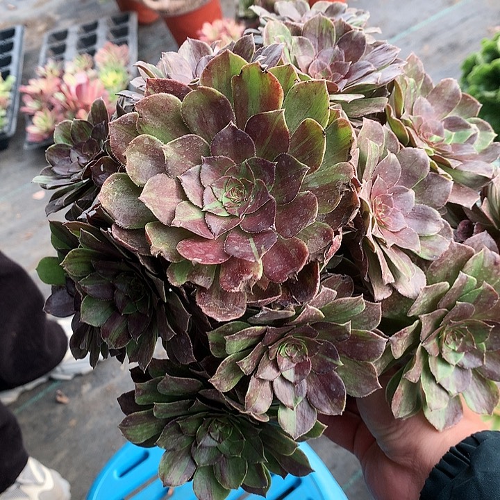 595花月夜多肉植物