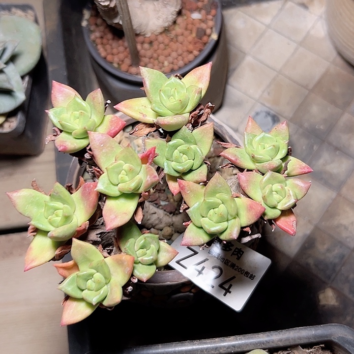 小鹿多肉福利多多424