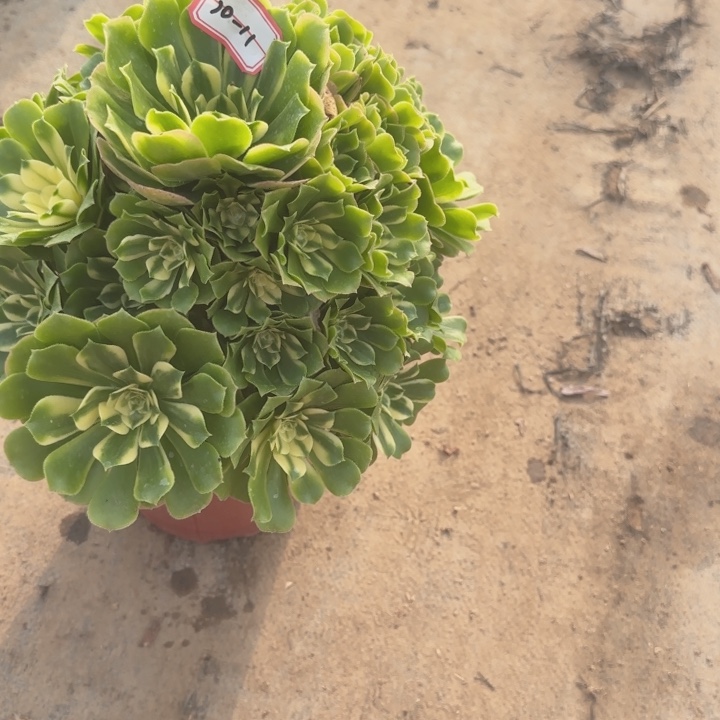 10-11新尼亚多肉不包售后