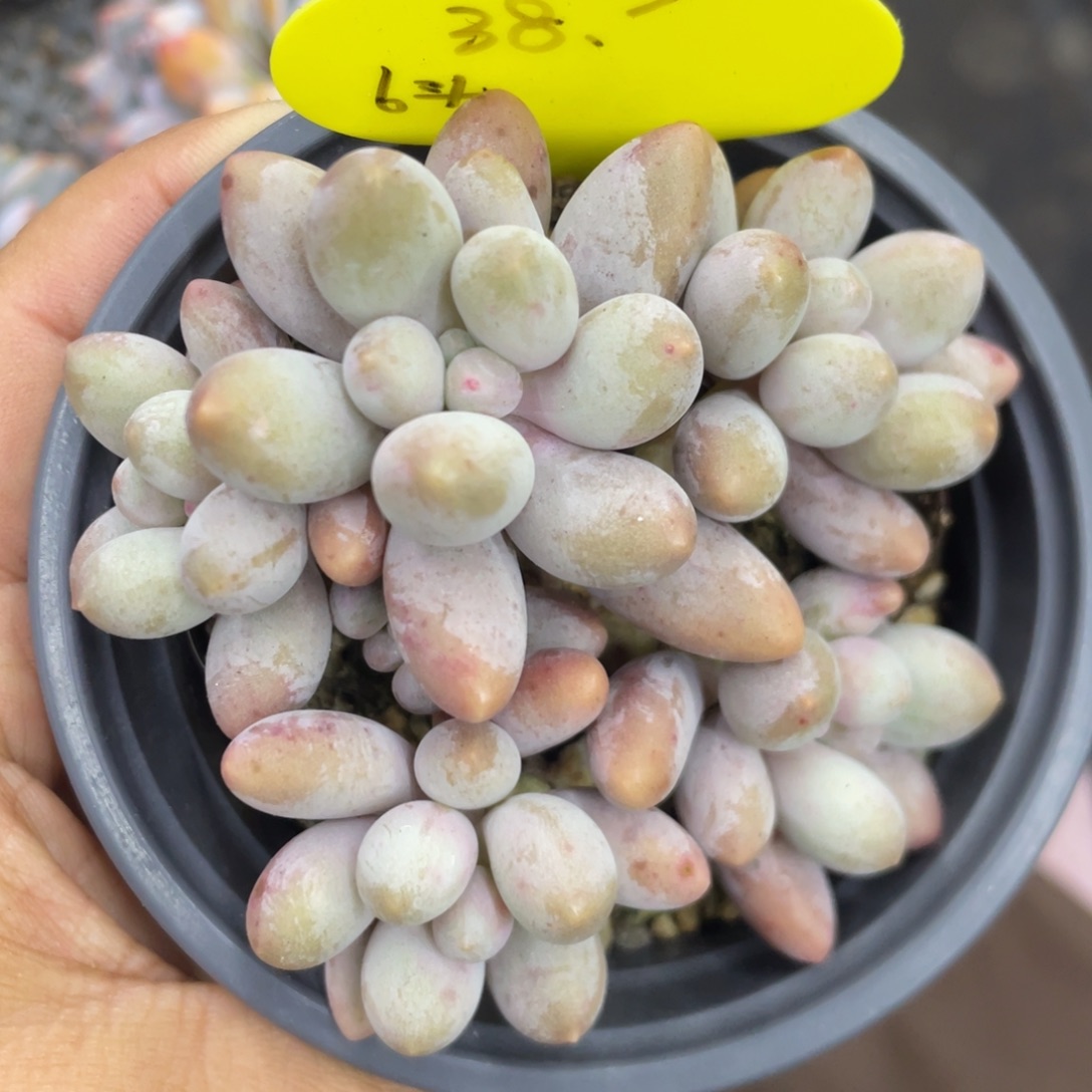 桃花奶酪朵朵缀六头