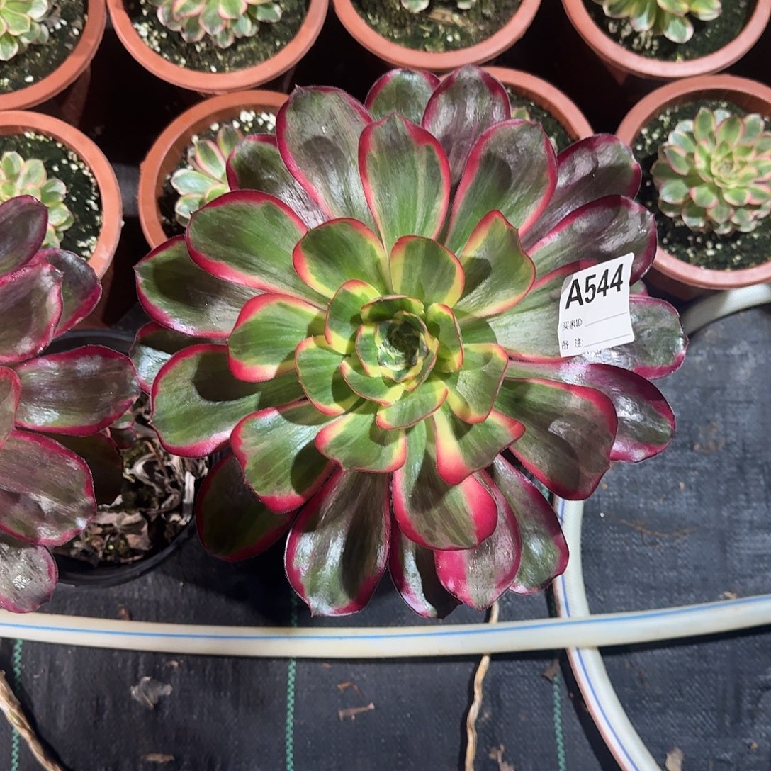 L***叶红魔女多肉法师544