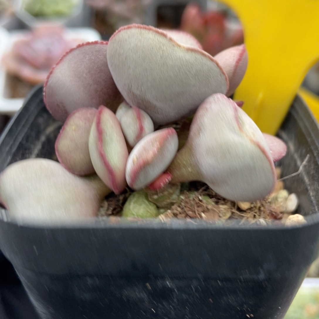 936红蛋多肉植物多肉