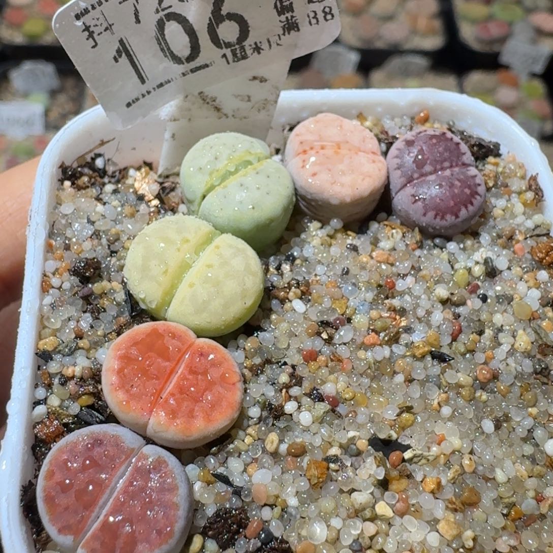 Sss精品清货了106