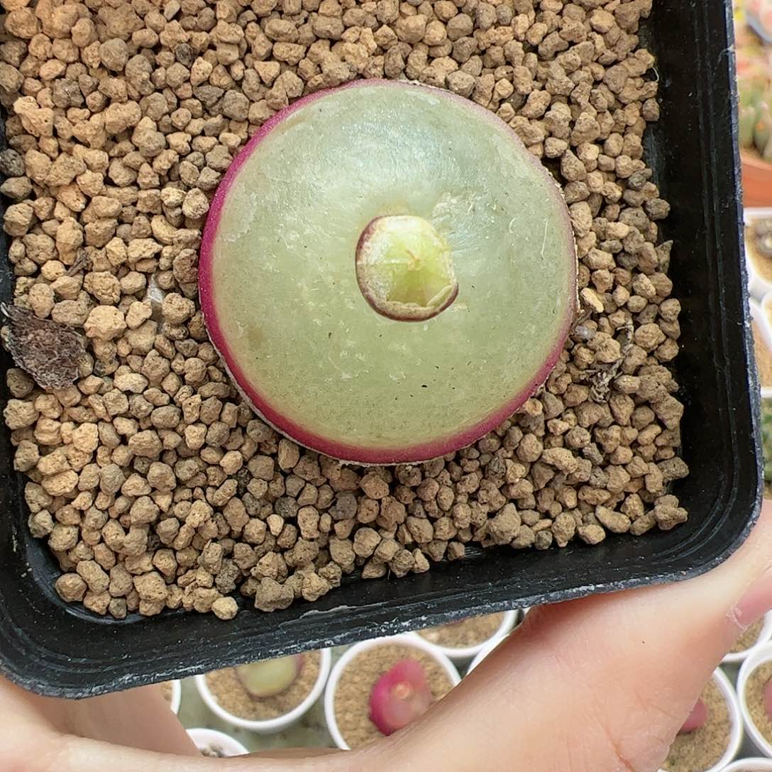 【闪购商品】160 荔枝灯泡