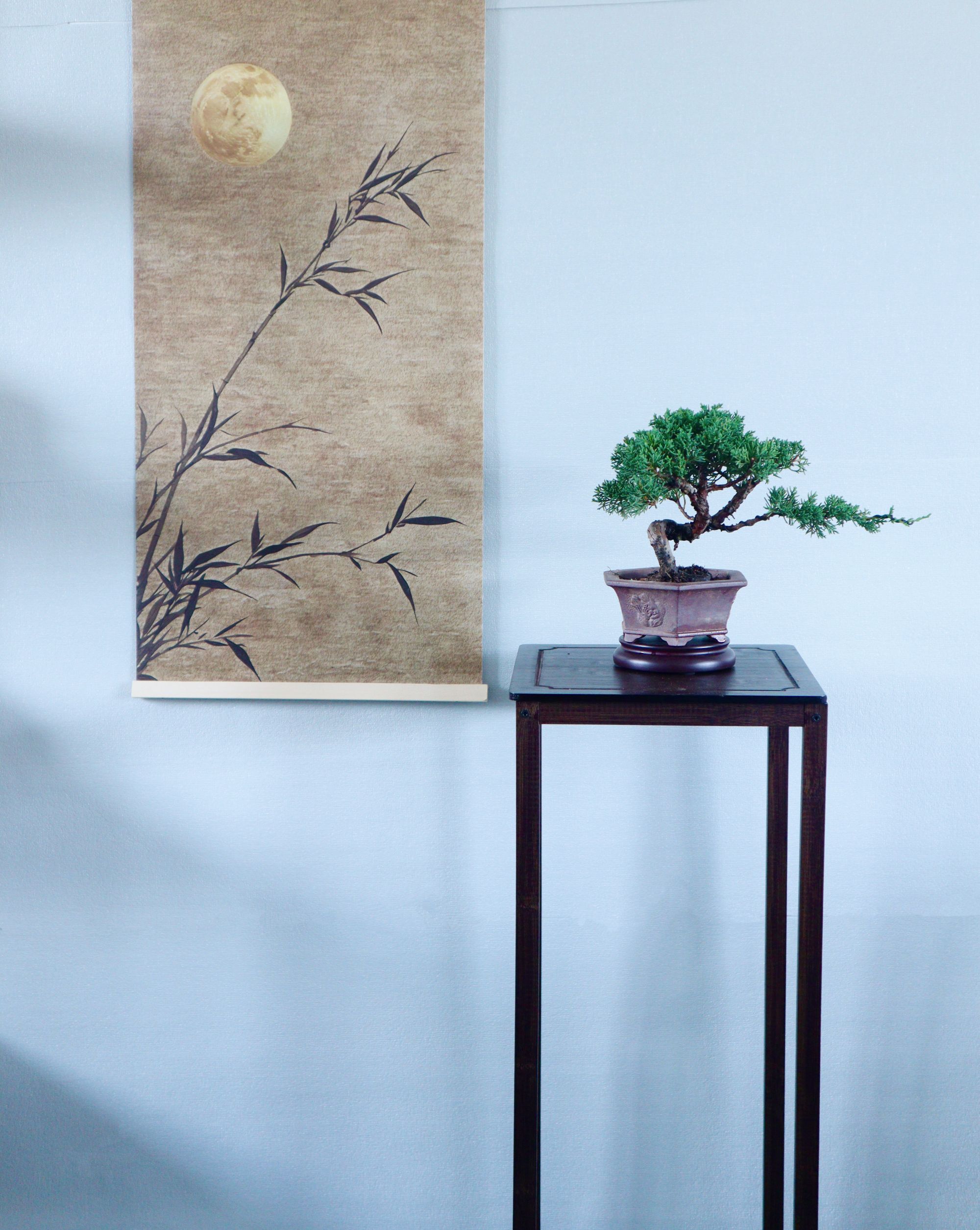 精品小微盆景老桩 济州真柏小叶黄杨三河黑松白蜡