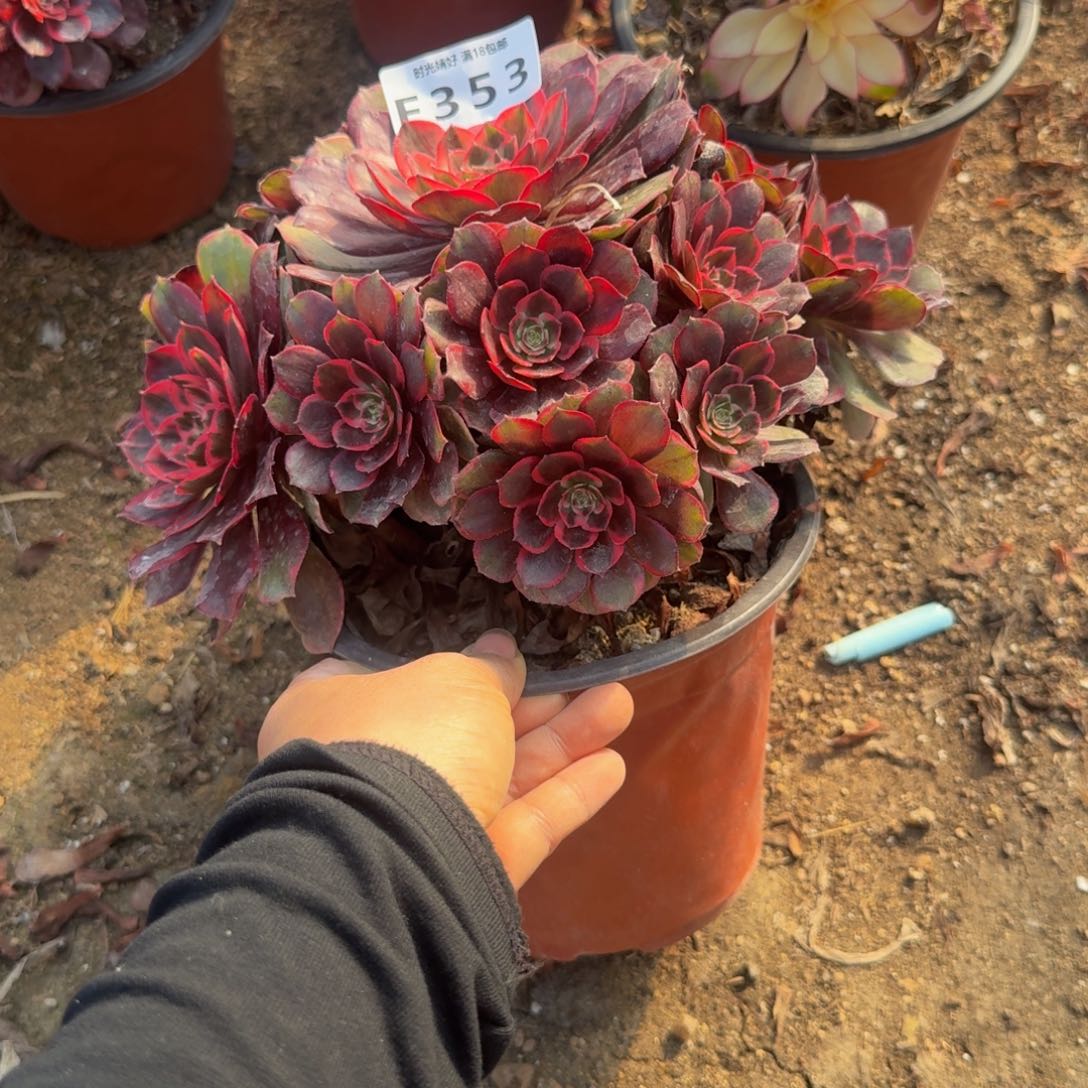 353克拉恋人。多肉植物