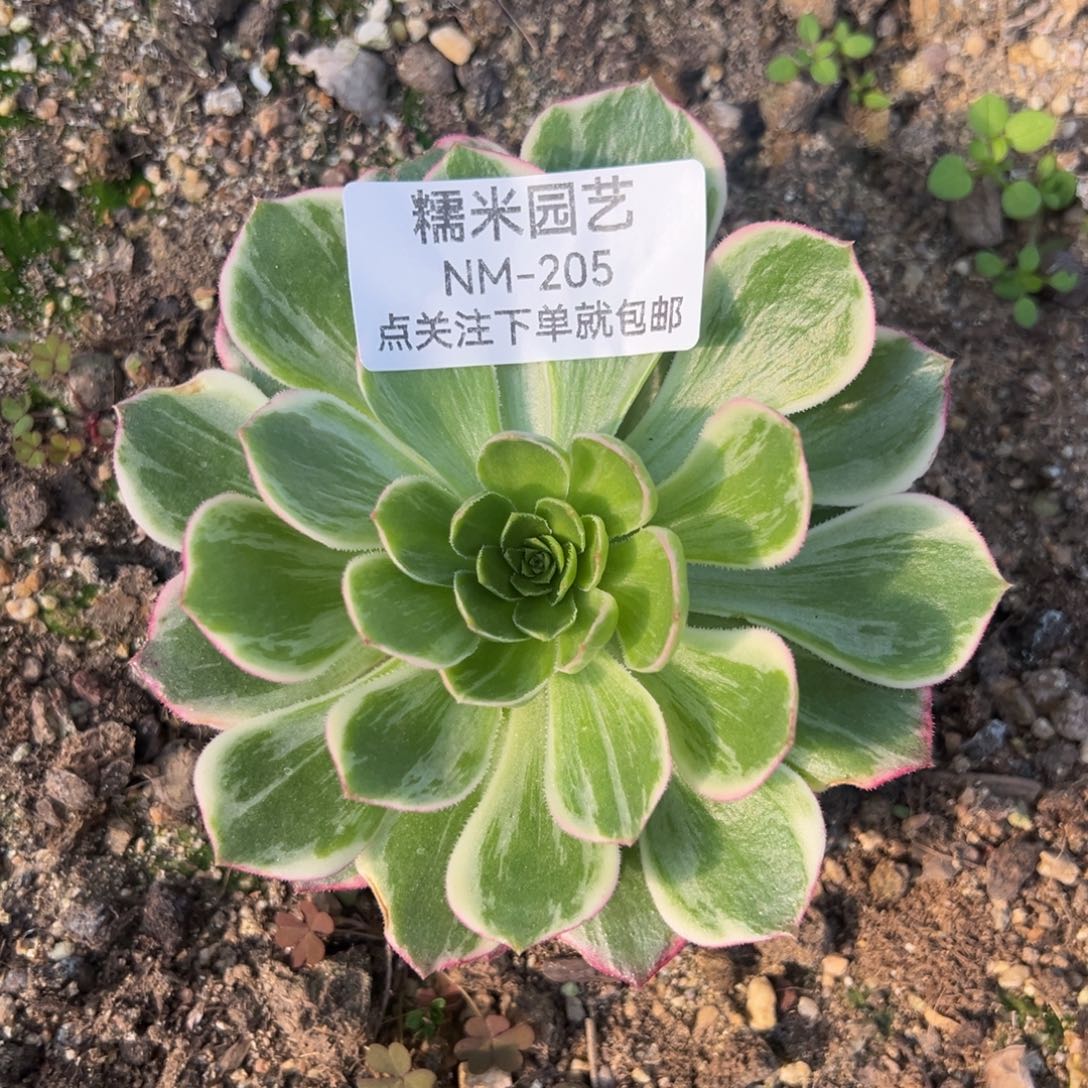 万花筒多肉植物205