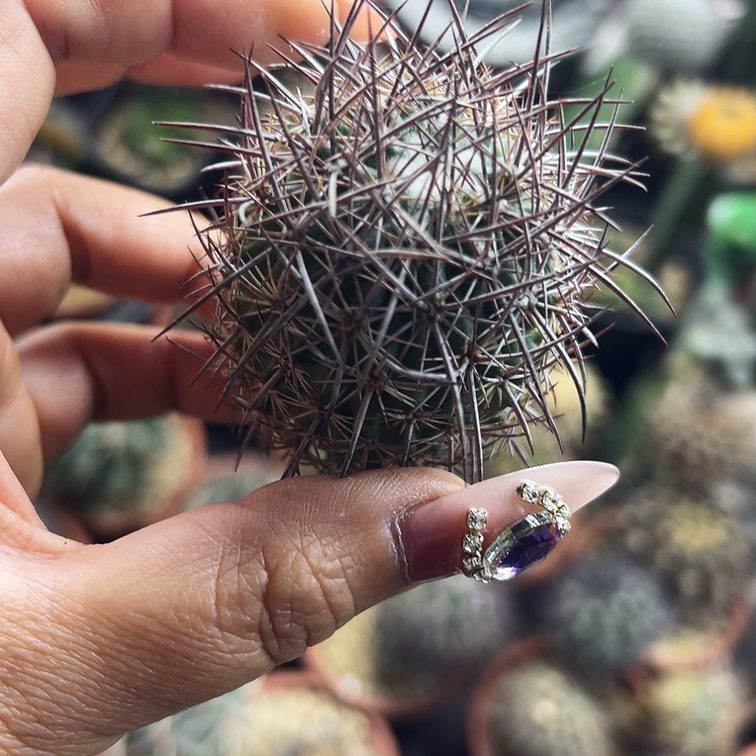 英冠有根仙人球6666666