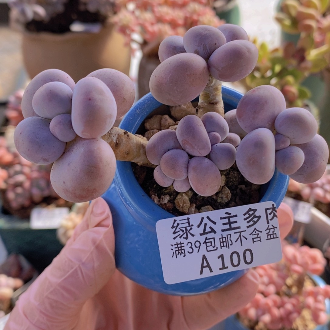芭比奶洛10cm100多肉植物