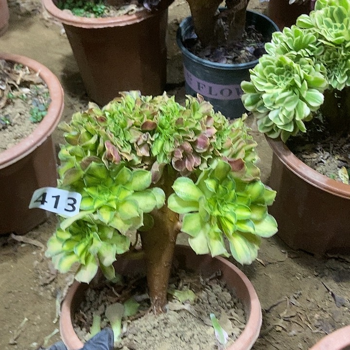 413韶华老庄缀化特价
