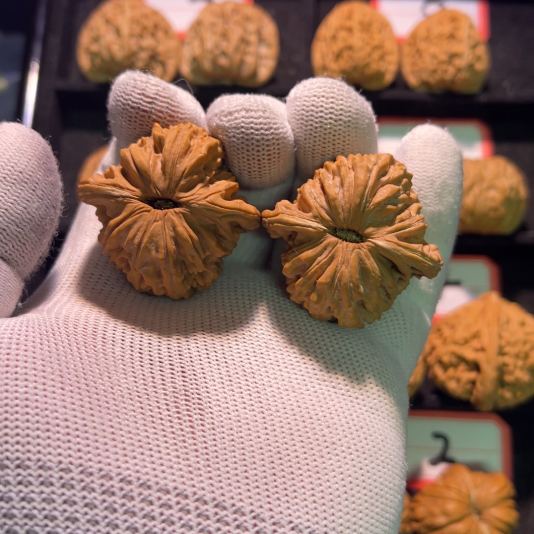 那*天秦皇岛山地果全品—05