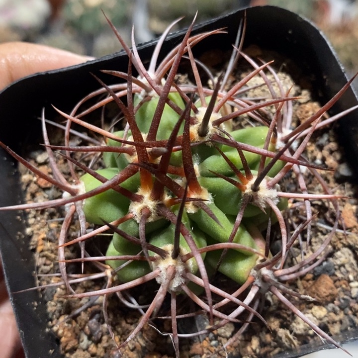 【闪购商品】555茜丸