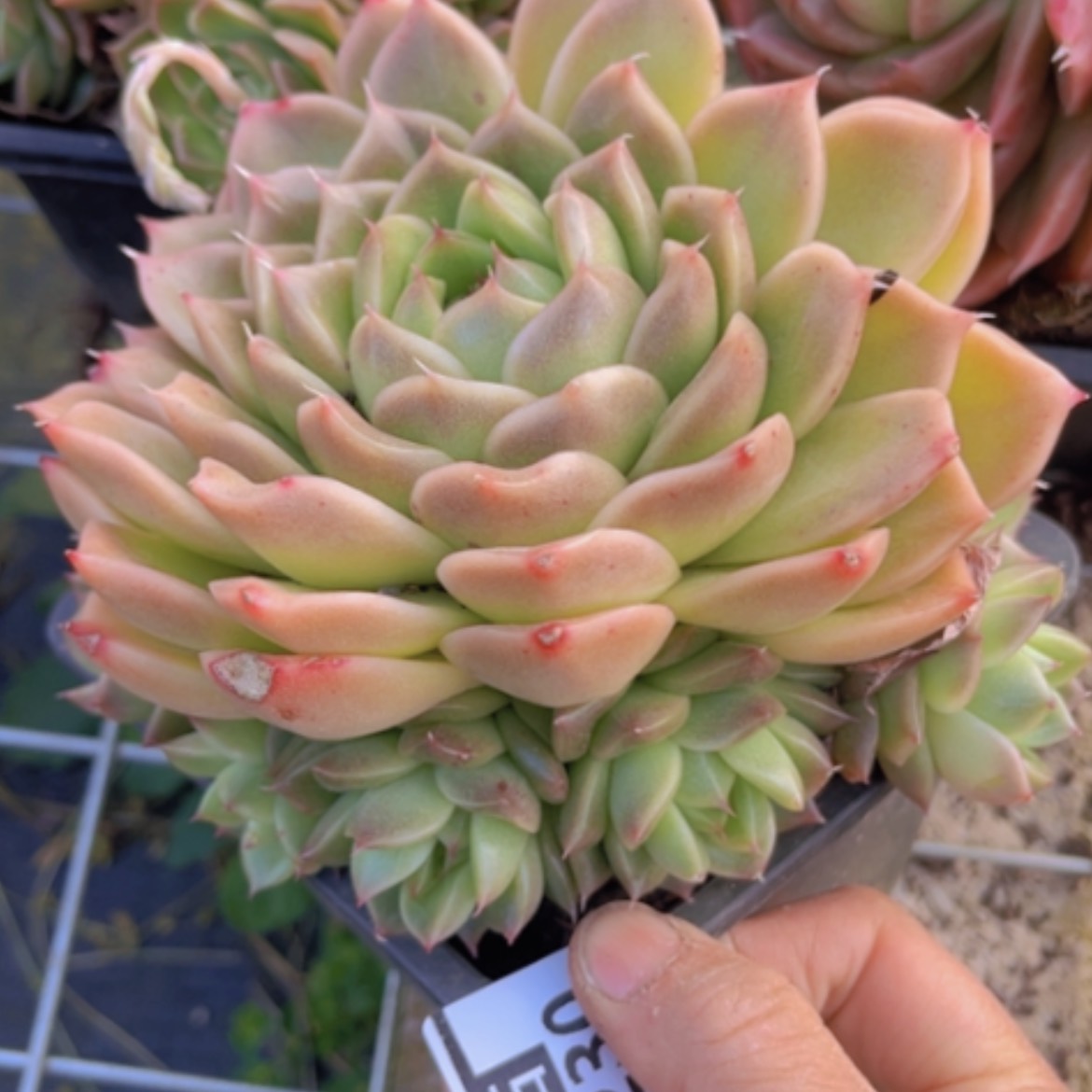 【闪购商品】麦秆04230