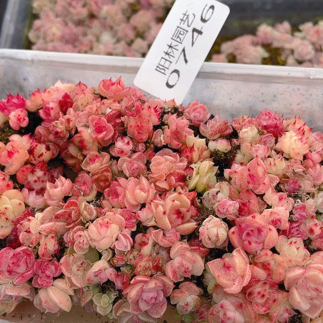 多肉植物多肉植物746