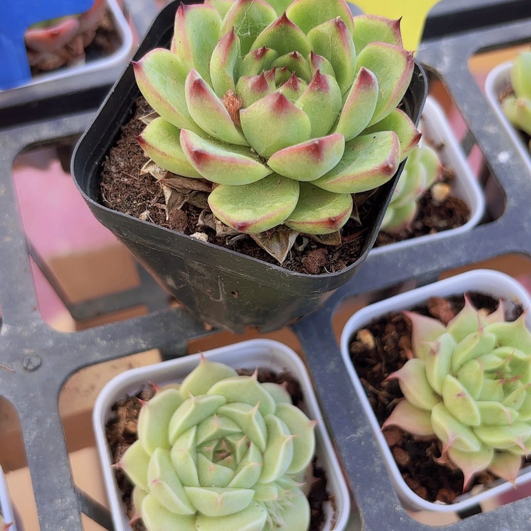 万宝龙多肉植物精品