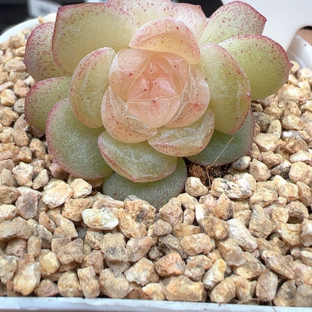 982号青竹晗雨多肉植物