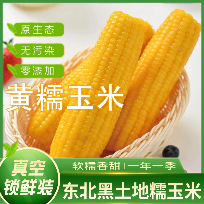 米悦25年头茬东北黑龙江青冈黄糯玉米棒粒粒香甜糯黏苞米代餐零食