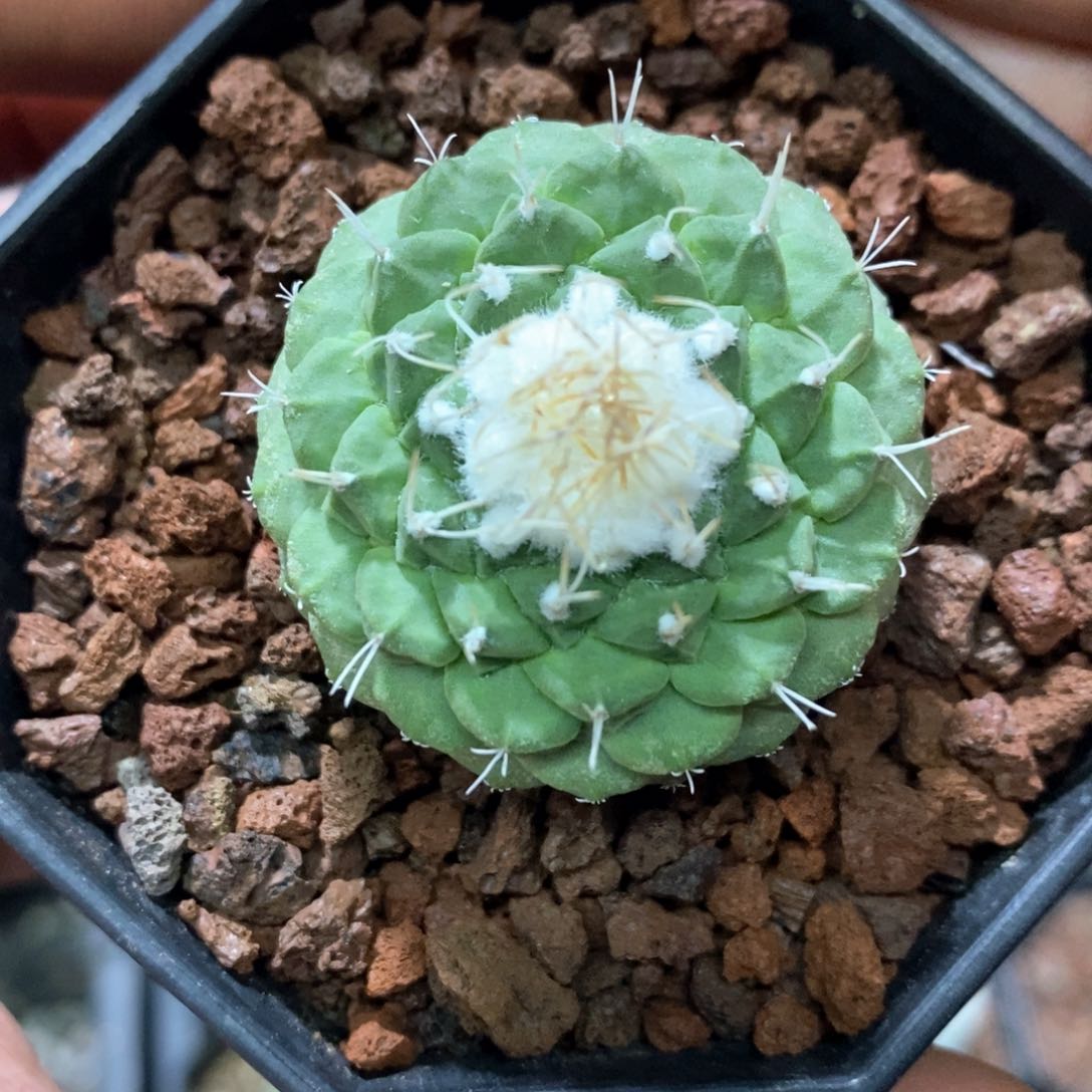 孤品实生菊水3.6cm仙人球