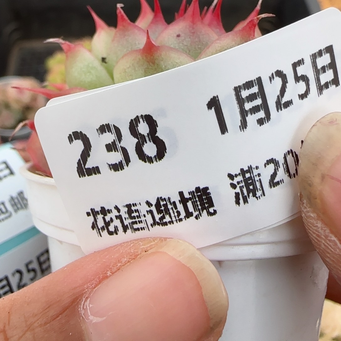 用****2花语逸镜0125-238