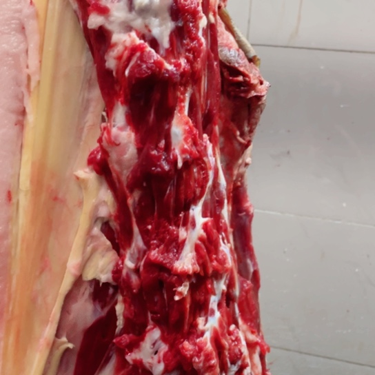 【闪购商品】冷冻保存30天包装河北省清*