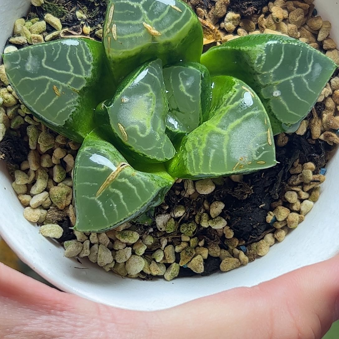 流纹云窗克巨大化十二卷