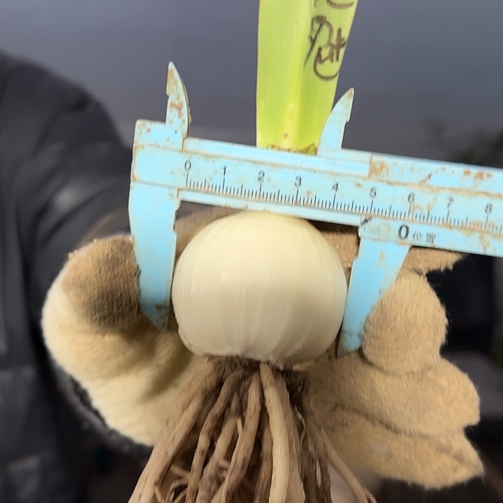 鬼魅福利球4.5～5 开花包对版