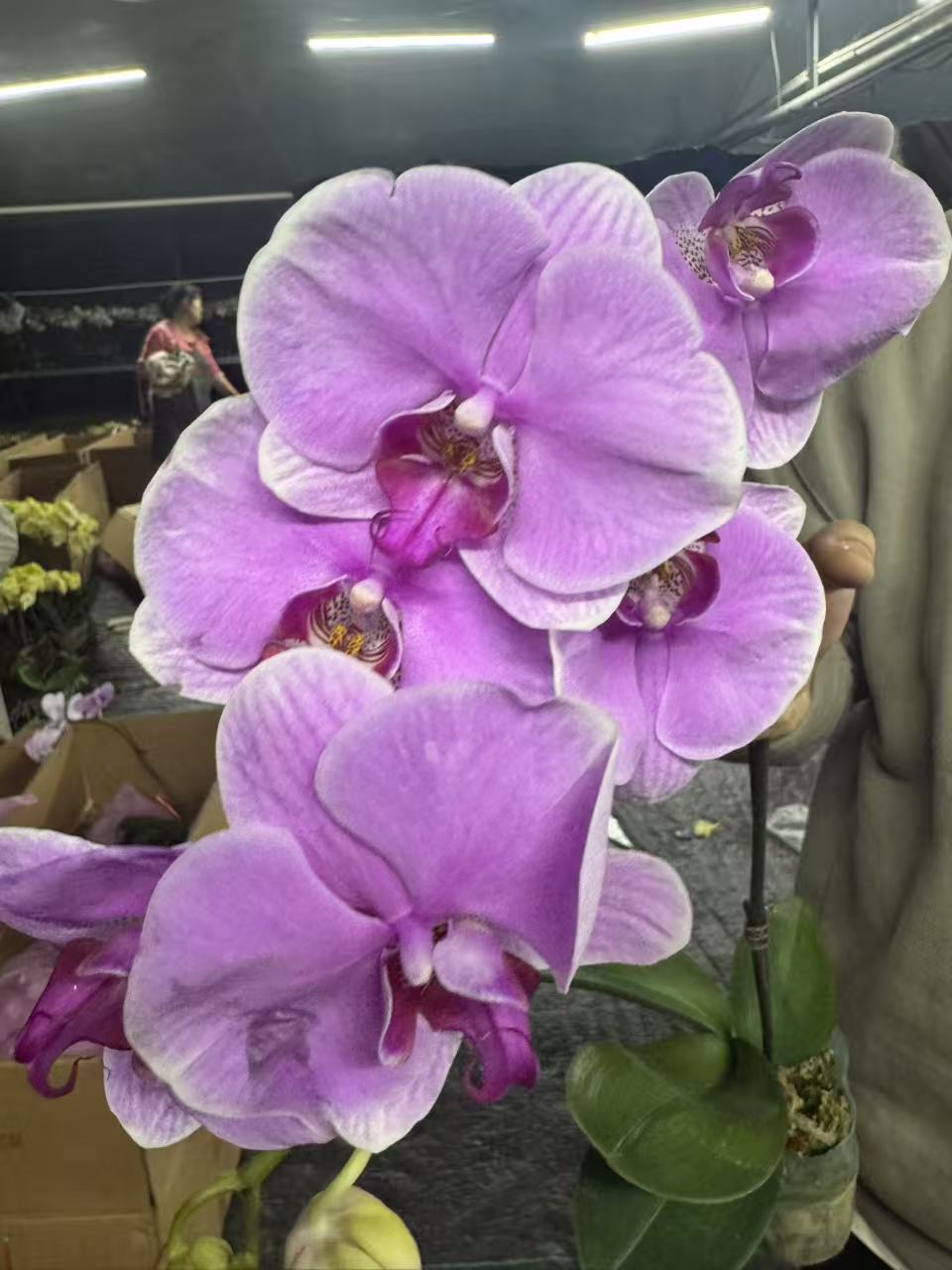 花有情兰谷 【粉巴黎】高档蝴蝶兰鲜花盆栽
