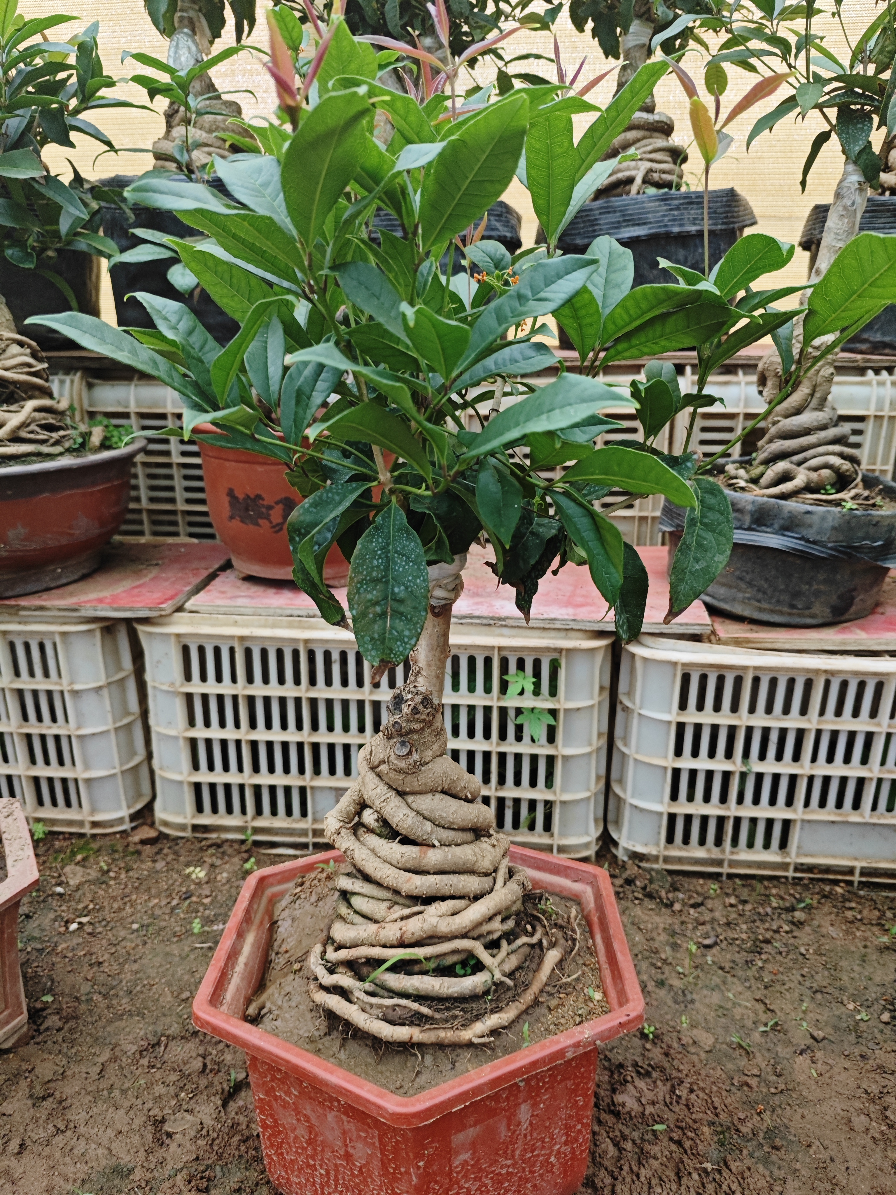 四季丹桂花脱盆土球发货