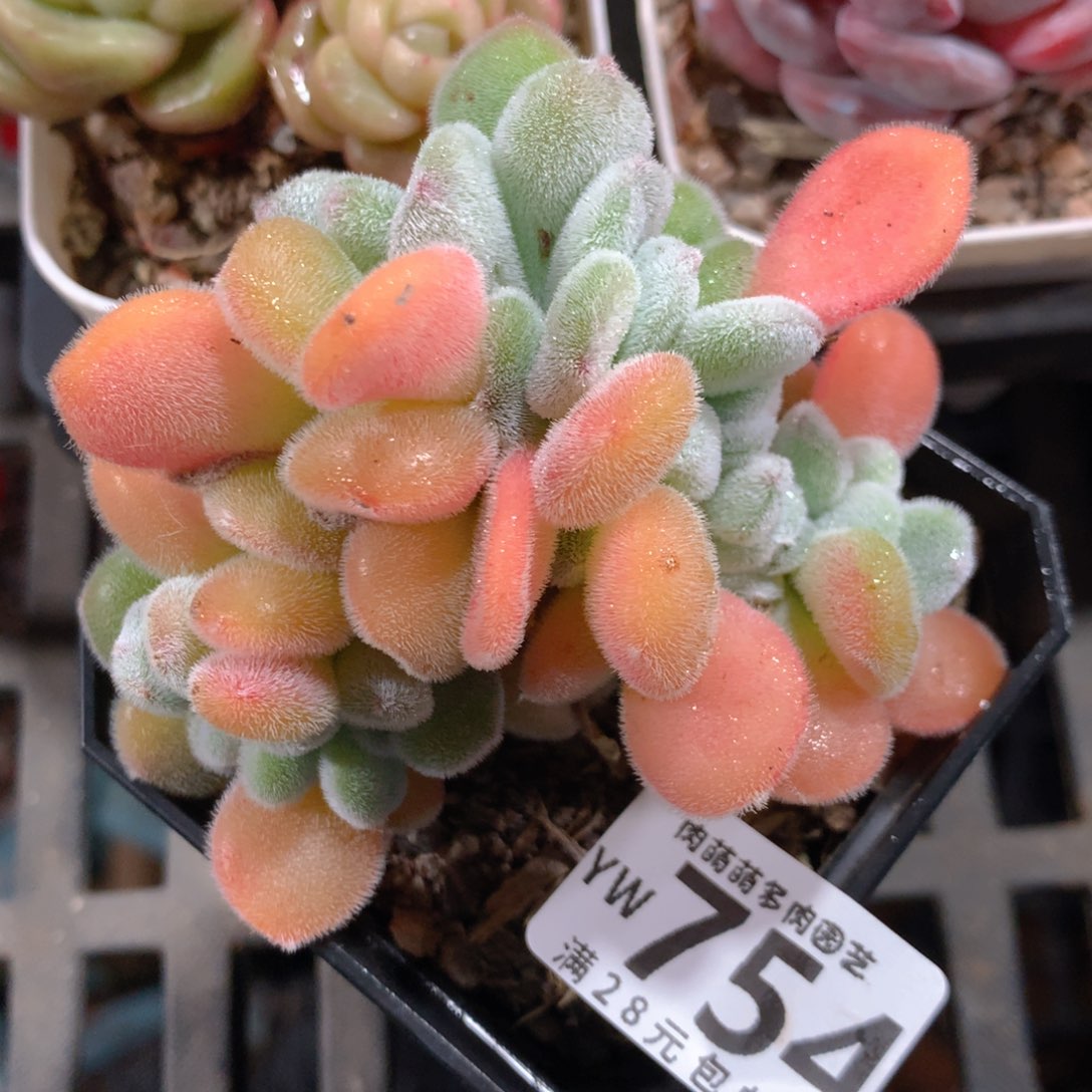 5CM拇指盆精控多肉YW754