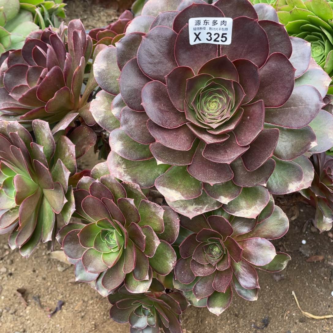 325魅金玫瑰多肉法师断枝不包