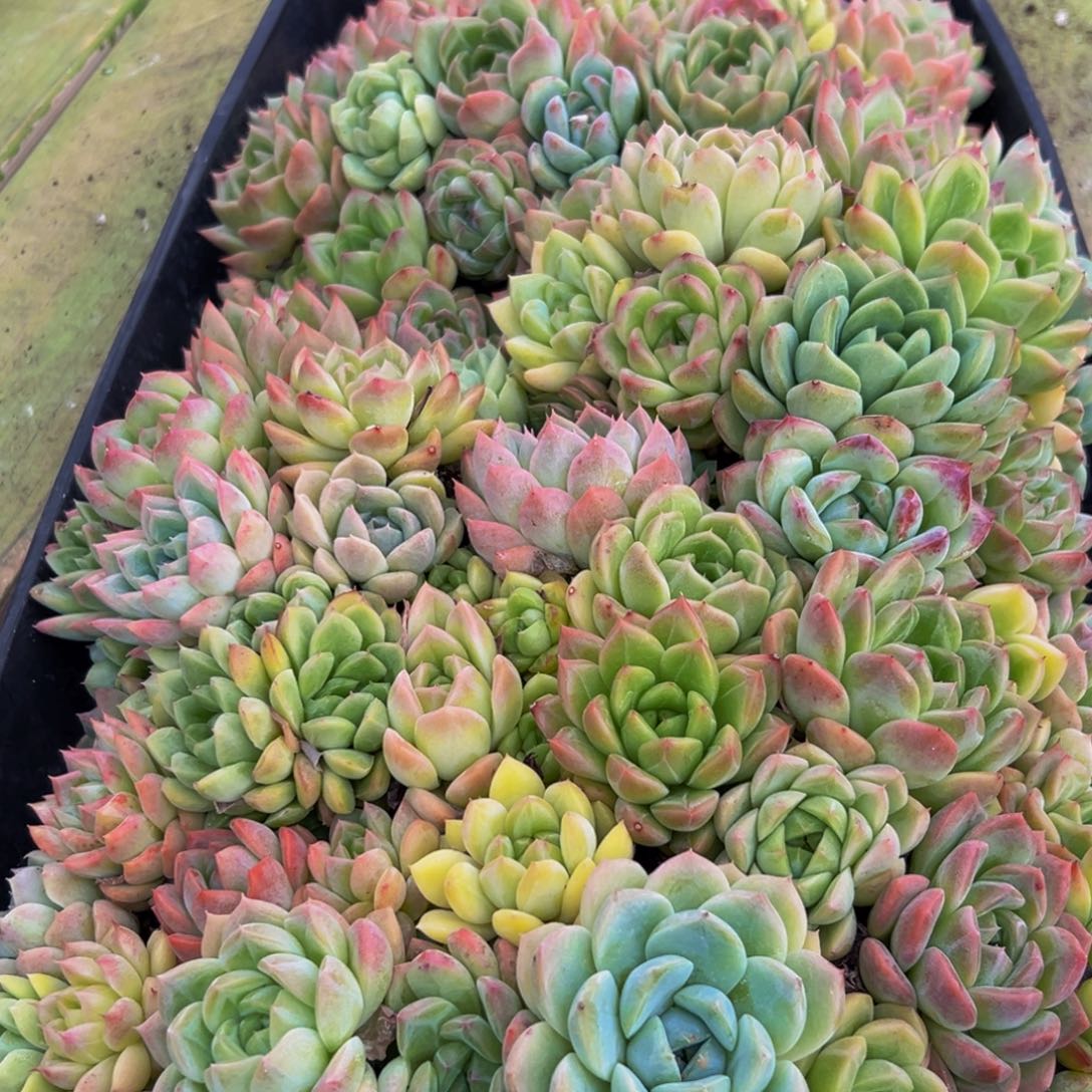 558得了一种病的感觉