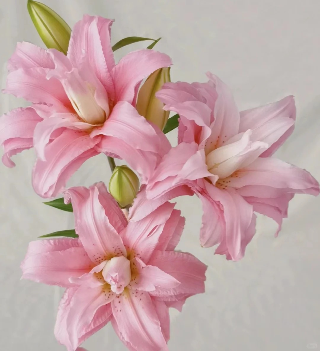 【大聪明卖花】戴安娜重瓣百合 任意两单花材升级顺丰冷链或德邦