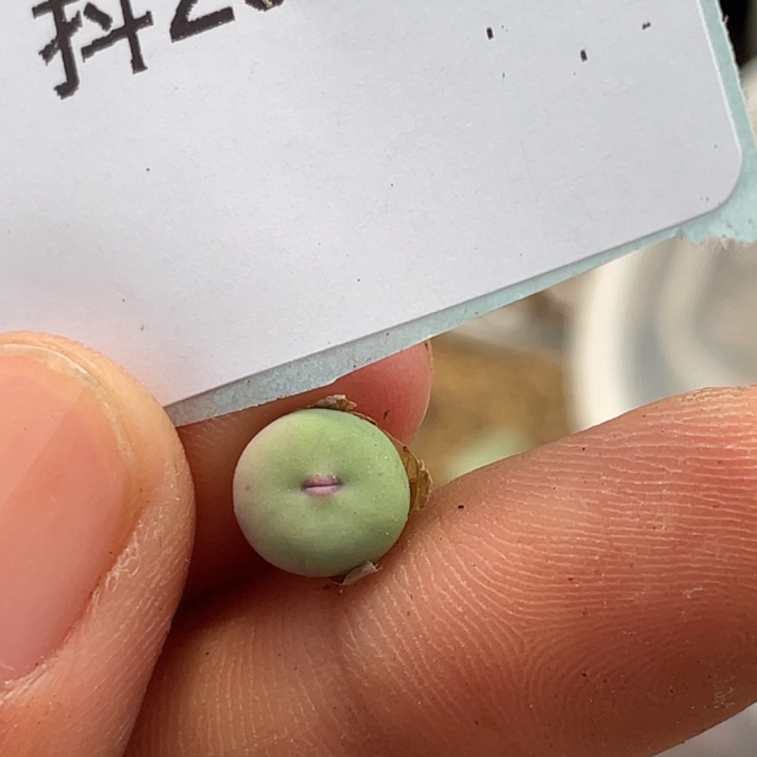 20-86嘴多肉植物肉锥