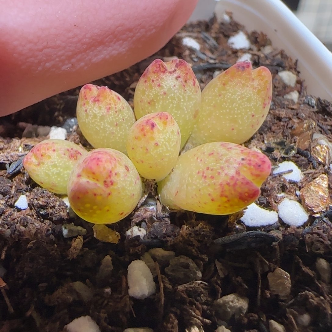 肉锥多肉植物百科-草莓斑马1051