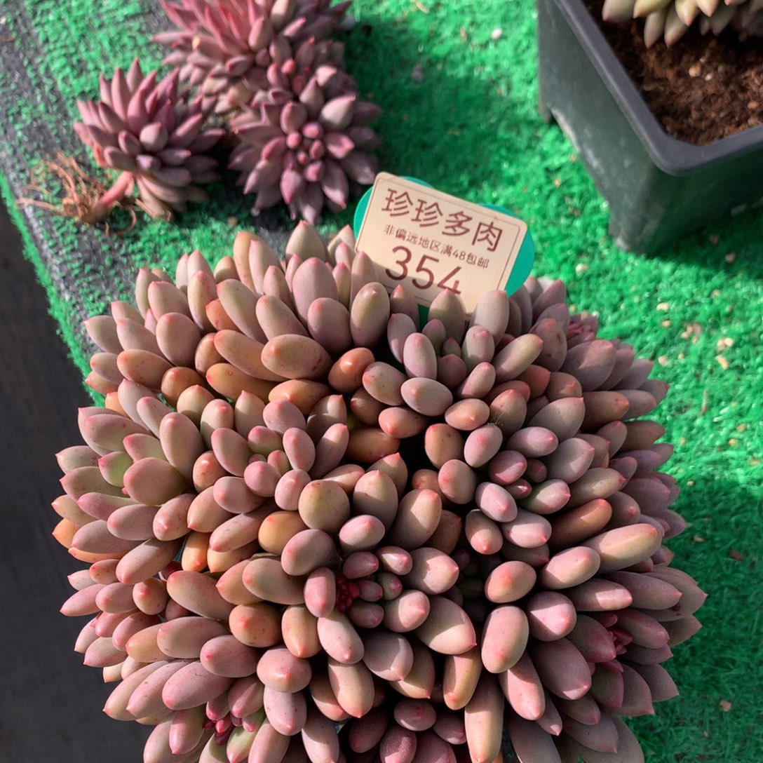 彩虹宝石老桩平头354