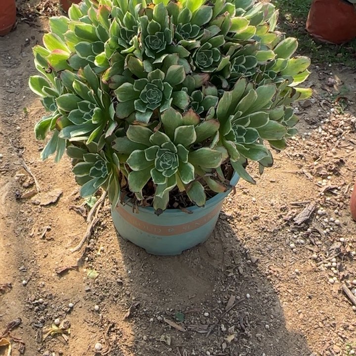 5-70雨花石多肉植物